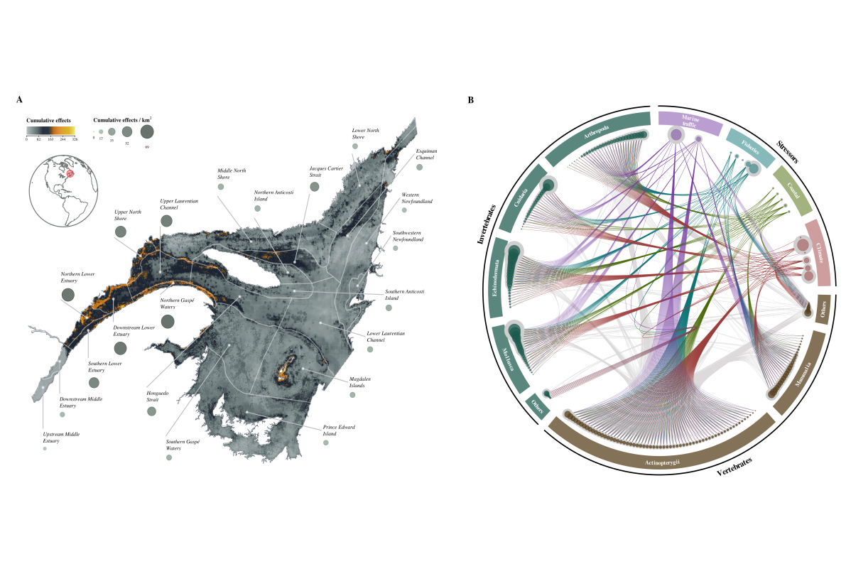 Effets cumulatifs des changements globaux sur les réseaux trophiques du système Saint-Laurent